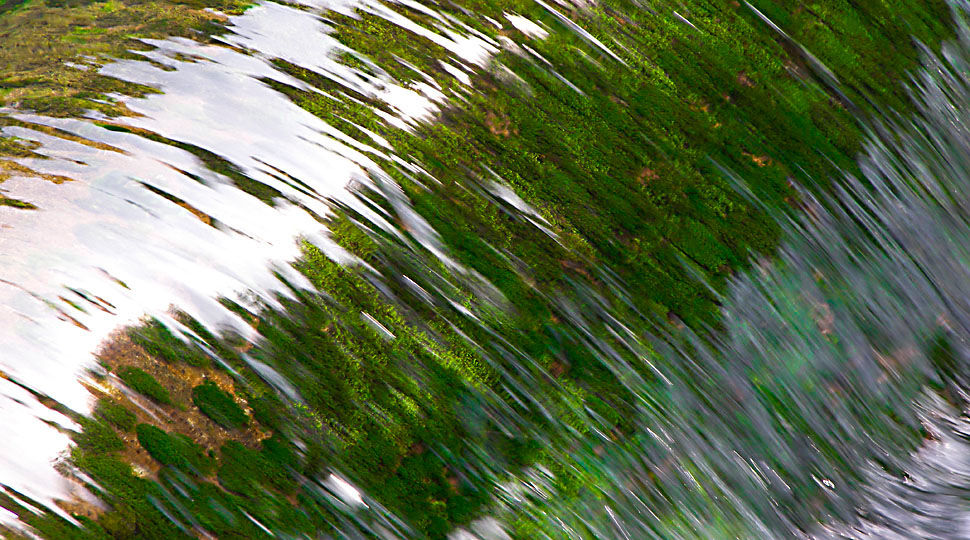 gr&uuml;nes Wassergras